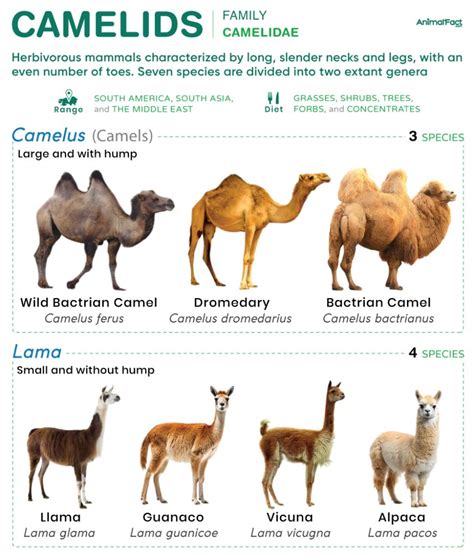 camel.ph registration|Of camels and other camelids (Camelidae) .